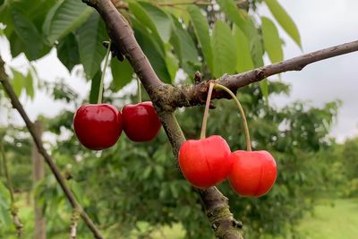 Close-up of red berries growing on tree