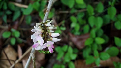 Close-up of white flowers blooming outdoors