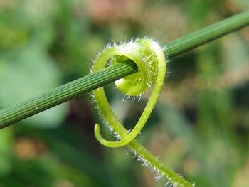 Close-up of green leaf