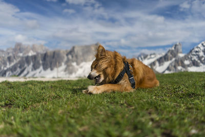 Dog in a field against mountain