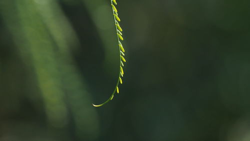 Close-up of green plant