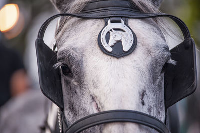 Close-up of horse with badge and eye patch