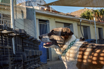 Dog in a house