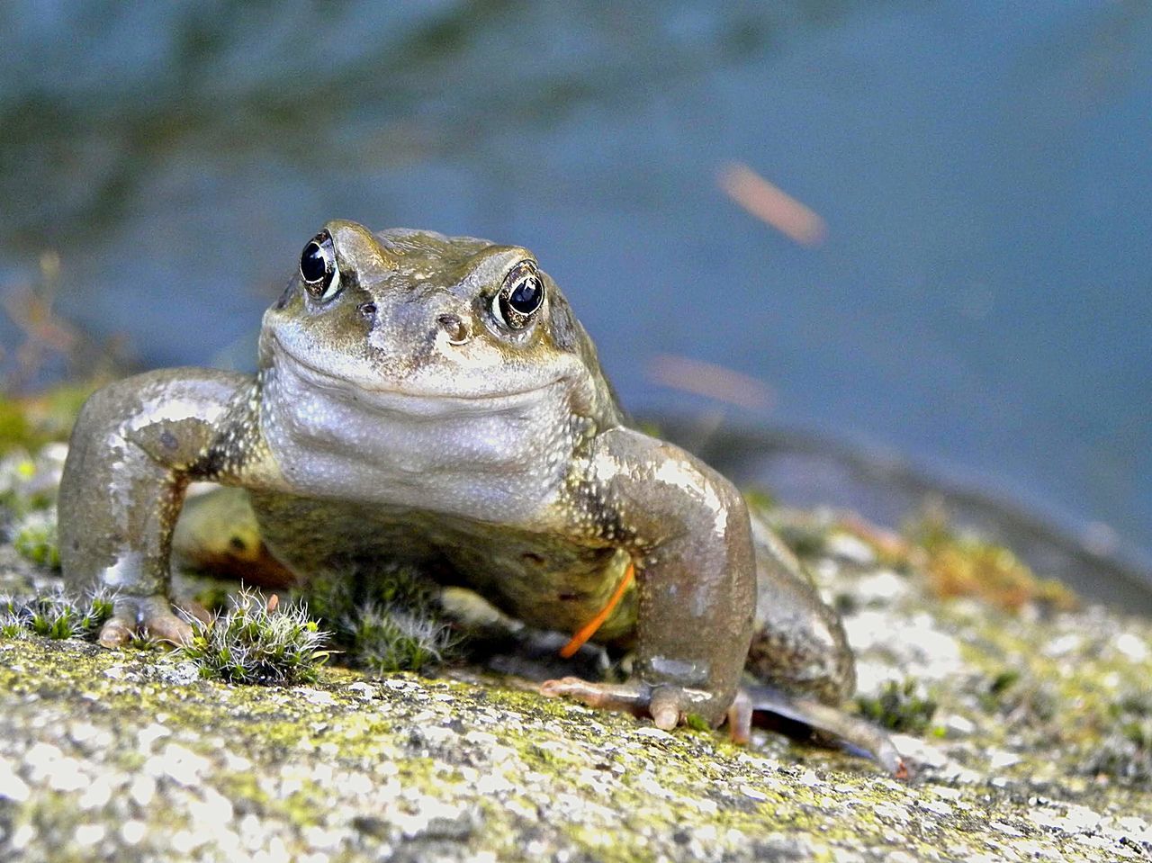 CLOSE-UP OF FROG ON SHORE
