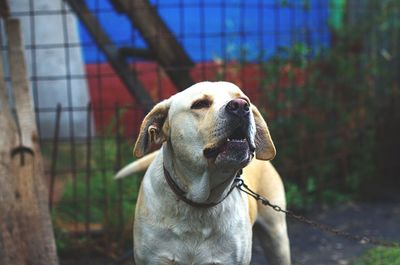 Close-up of dog