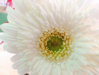 Close-up of fresh white flower blooming outdoors