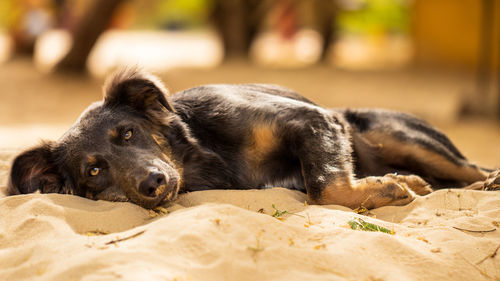 Close-up of a dog sleeping