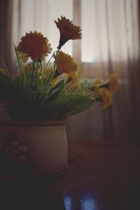 Close-up of potted plant at home