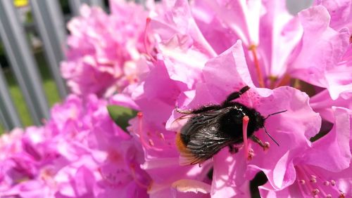 Close-up of bee on pink flower