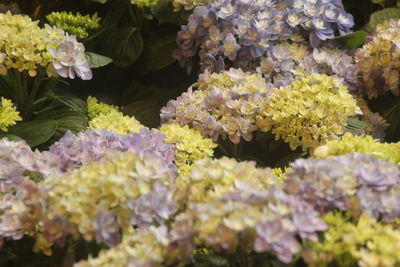 Hydrangeas can change color depending on the ph of the surrounding soil