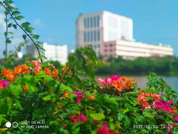 Flowers blooming in park