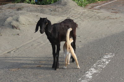 Dog standing on road