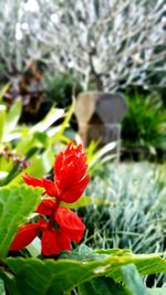 Close-up of red flowers