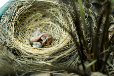 Close-up of birds in nest
