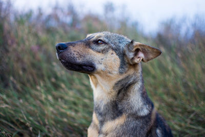 Close-up of dog on field