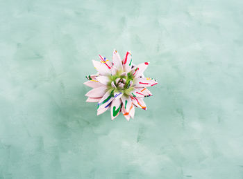 Close-up of pink flower floating on water