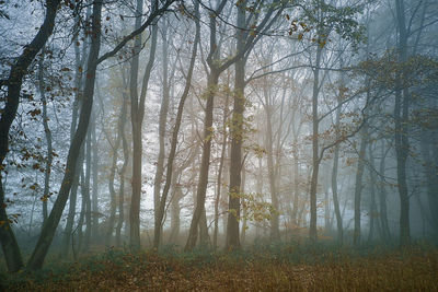 Sunlight streaming through trees in forest