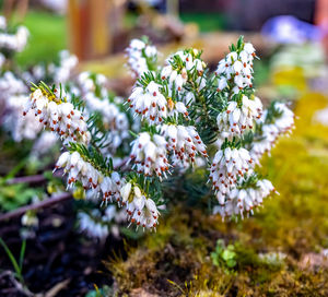 Close-up of flowering plant