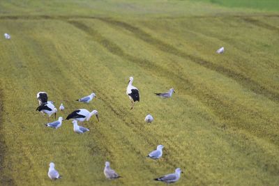 High angle view of storks and seagulls on land