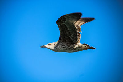 Low angle view of eagle flying against clear blue sky