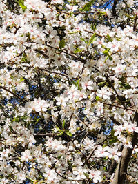 Close-up of cherry blossom tree