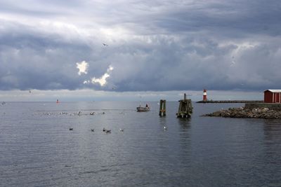 Seagull swimming on sea against cloudy sky