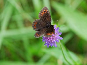 Close-up of butterfly pollinating on flower