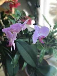 Close-up of purple flowers blooming outdoors