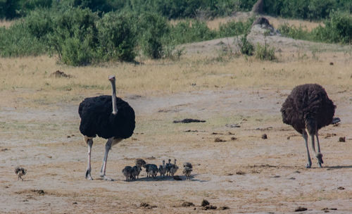 View of birds on field