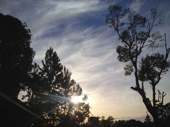 Low angle view of silhouette trees against sky