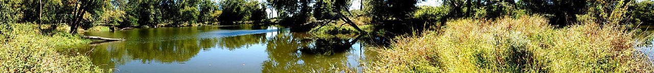 Reflection of trees in calm lake