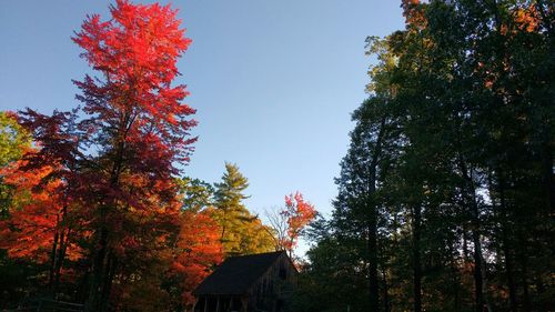 Low angle view of trees against sky