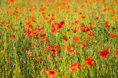 Close-up of red poppy flowers on field