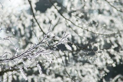 Close-up of snow on tree during winter