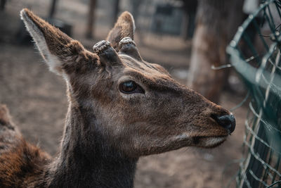 Close-up of deer