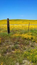 Scenic view of field against clear sky