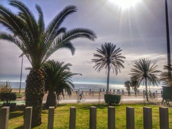 Palm trees against calm sea