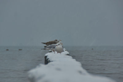 Seagulls on a sea
