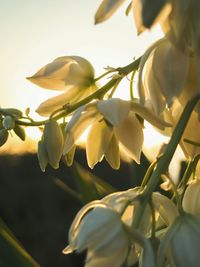 Close-up low angle view of flowers