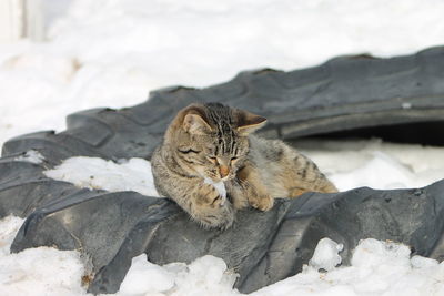 Close-up of cat