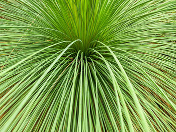 Close-up of palm tree