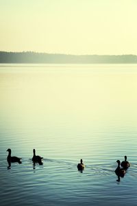 Bird swimming in lake