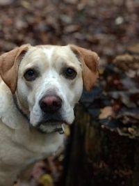 Close-up portrait of dog