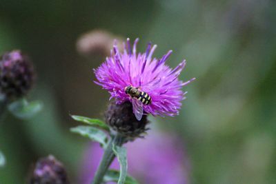 Close-up of purple pollinating flower