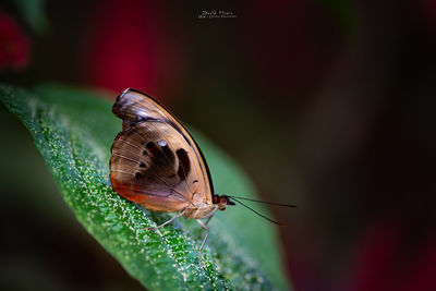 Close-up of butterfly on flower