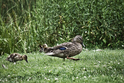 View of duck on field