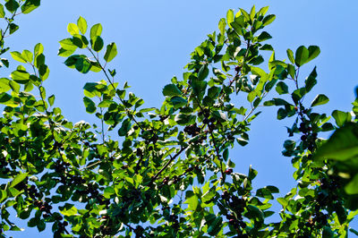 Low angle view of trees against clear blue sky