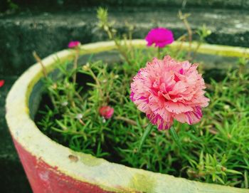 Close-up of pink flowering plant