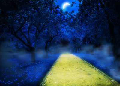 Empty road amidst trees at night