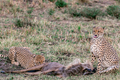 View of a cat relaxing on grass
